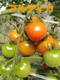 ええんやで様専用ページ5㎏入り