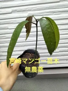 宮崎マンゴー 苗木 無農薬 ポットのま ま発送 マンゴー苗木 マンゴー苗