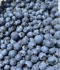 ブルーベリー　600g 常温メルカリ便発送 ブルーベリー 600g 常温メルカリ便発送 - メルカリ
