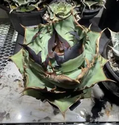 2026年最新】オアハカの人気アイテム - メルカリ