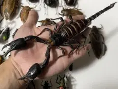 蠍煙草厳禁】今話題のサソリタバコに悪用されかねないダイオウサソリ5