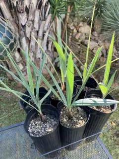 2025年最新】ブラヘア アルマータの人気アイテム - メルカリ