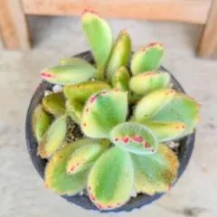 多肉植物❤️熊童子錦❤️爪ピンク❤根付き❤抜き苗❤のサムネイル
