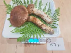 2025年最新】岩泉 松茸の人気アイテム - メルカリ