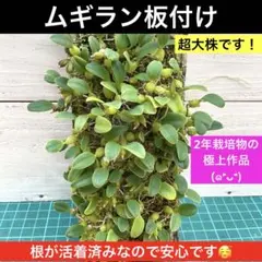 2026年最新】風蘭 大株の人気アイテム - メルカリ