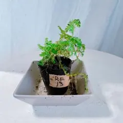 みーみー@まとめ割引はプロフ確認ください様 リクエスト 4点 まとめ商品