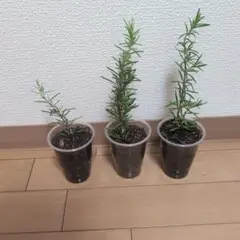 夏海様 リクエスト 2点 まとめ商品