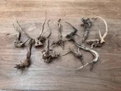 水槽用天然流木10個セットのサムネイル