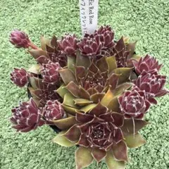 多肉植物 センペルビウム グローイングアンバーズ No.181【桃】 - メルカリ