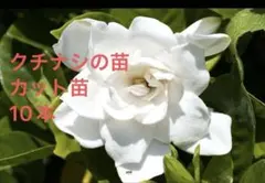 クチナシ苗　カット苗　10本のサムネイル