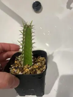 2026年最新】ユーフォルビアムランジーナの人気アイテム - メルカリ