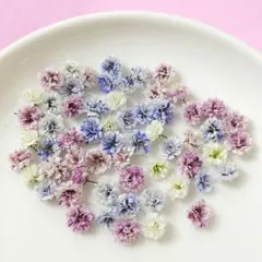 ✿ かすみ草 ドライフラワー カラーMIX 50粒 ＋α ✿　①