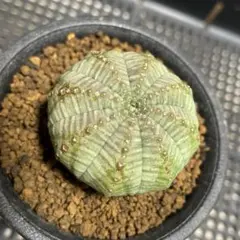 2026年最新】ユーフォルビア オベサ 子吹きの人気アイテム - メルカリ