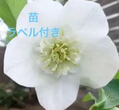 RINO様 リクエスト 4点 まとめ商品