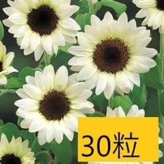 【花の種】３０粒　F1ホワイトナイト　花びらが白系ひまわり　珍しい白いヒマワリのサムネイル