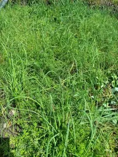 ひろりん様　専用