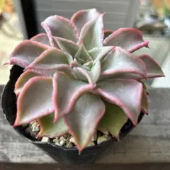 断捨離り子❣️『プロフ必読』様 リクエスト 4点 まとめ商品