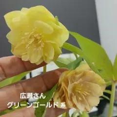 カオ様専用①8233種9粒クリスマスローズ 種子♀8233♂10桜利休 - メルカリ