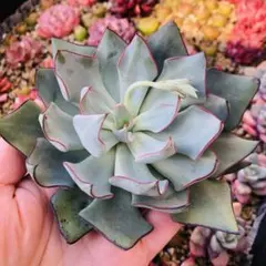 ストリクチフラワー·ノヴァー　エケベリア　多肉植物