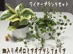 コリン星様 リクエスト 2点 まとめ商品