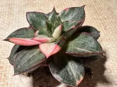 N*o様 No.s849新入荷　麒麟座錦　エケベリア　多肉植物　撮影1月8日