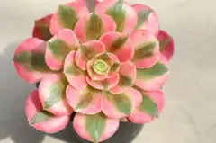 多肉植物 アオエニウム レッドカッパー やや大きめ抜き苗 - メルカリ