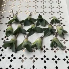 5 フィリグリー コンパクト ボールタイプ 矮性ミニTC株 アガベ