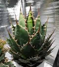 2026年最新】アガベ ホリダ 陽炎の人気アイテム - メルカリ