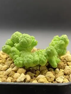 レアユーフォ！ ハマタ ユーフォルビア 多肉植物 塊根植物 - メルカリ