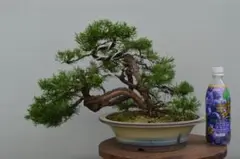 【大品　糸魚川真柏盆栽】　　　　⭕大迫力❗値引き不可品 高級盆栽販売の盆栽.com / 糸魚川真柏 樹齢50年