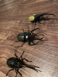 いきもの大図鑑　コーカサスオオカブト　ジャワ
