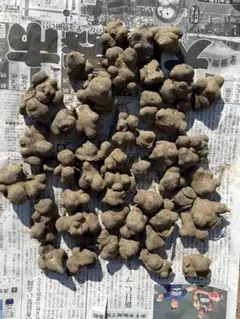 ヤーコン種芋　品種はアンデスの雪