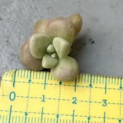 古都の葉さん苗 りんごのつぶ メルカリ便 札付き・抜き苗 2025年最新】古都の葉 小桃いろはの人気アイテム - メルカリ