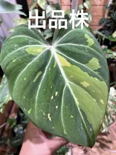 観葉植物【フィロデンドロン  グロリオーサム バリエガタ】激レア品種 限定品 レア品種 観葉植物 熱帯植物 フィロデンドロン