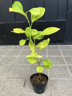 モモ太郎様 リクエスト 2点 まとめ商品