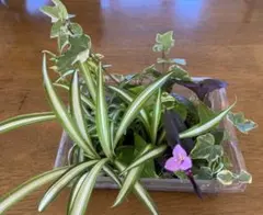 オカピ様 リクエスト 2点 まとめ商品