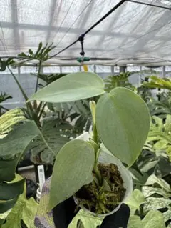 Tsukasa様 リクエスト 2点 まとめ商品