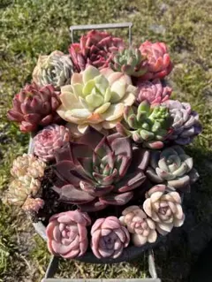 メルカリ便発送！多肉☆詰め合わせ・16苗・大株入り