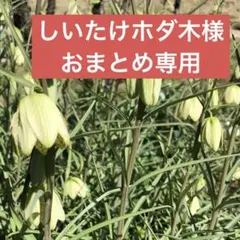 しいたけホダ木様 リクエスト 2点 まとめ商品