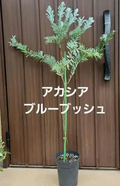 ウォールムバンクシア アエムラ 鉢植えJ 苗 オージープランツ ドライ
