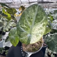Alocasia Ninja Tricolor│アロカシア ニンジャ トリカラー - メルカリ