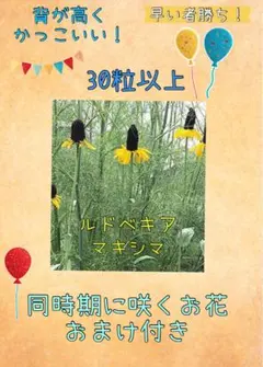 ルドベキア　マキシマの種　 30粒以上