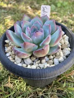 多肉植物　エケベリア　solis 極美苗