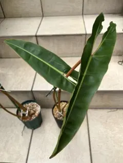 激レア　極斑ビレッティア x フロリダビューティ　カット苗 激レア 極斑ビレッティア x フロリダビューティ カット苗