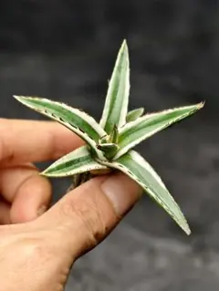 2025年最新】アガベ 氷山の人気アイテム - メルカリ