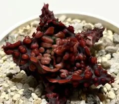 多肉植物 ハオルチア 火炎錦 鮮明錦 極上斑 - メルカリ