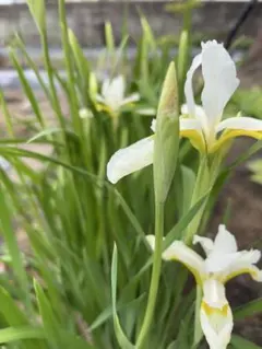 お花は終了 小型の白いアヤメ 抜き苗（土・ポットなし） 10芽 来年用