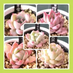 2026年最新】葉挿しの人気アイテム - メルカリ