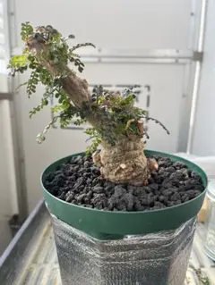 2026年最新】オペルクリカリア パキプス 実生の人気アイテム - メルカリ