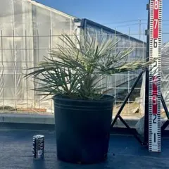 2026年最新】チャメロプスの人気アイテム - メルカリ